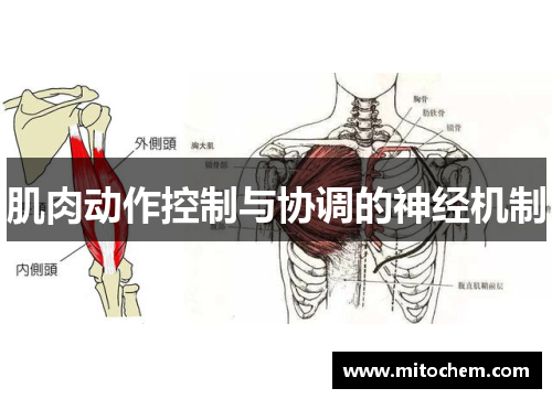 肌肉动作控制与协调的神经机制