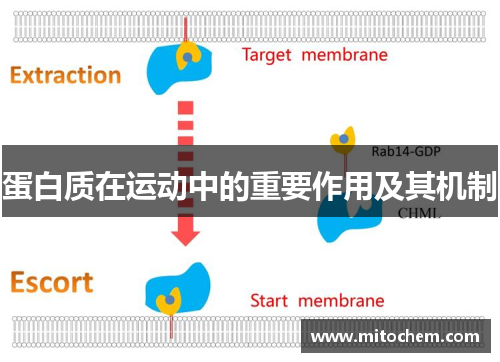 蛋白质在运动中的重要作用及其机制
